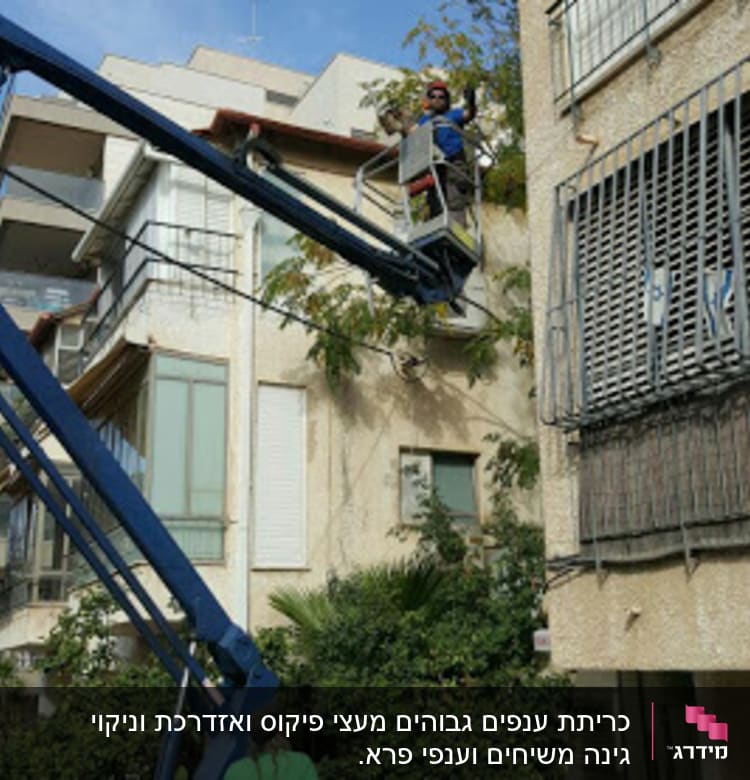 כריתת ענפים גבוהים עם מנוף
